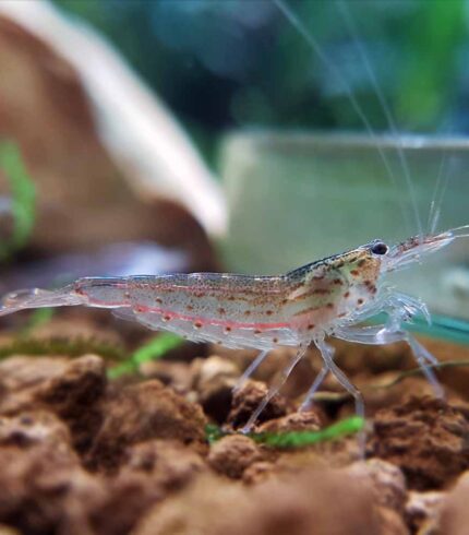 Amano Shrimp (Caridina multidentata)