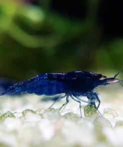 Blue Dream Shrimp