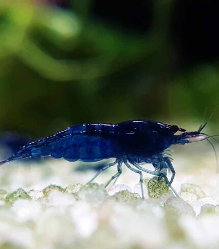 Blue Dream Shrimp
