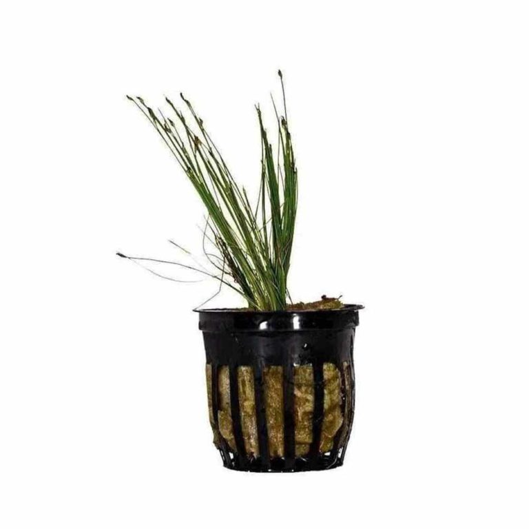 Eleocharis parvula (Dwarf Hairgrass)