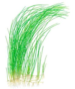 Eleocharis Vivipara “Tall Hair Grass”