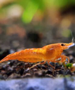 Orange Shrimp