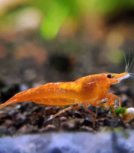 Orange Shrimp