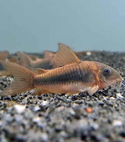 Bronze Cory Corydoras aeneus