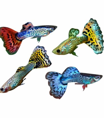 Guppy Male Assorted (Poecilia reticulata)