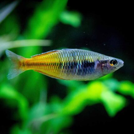 Boesemani rainbow (Melanotaenia boesemani)