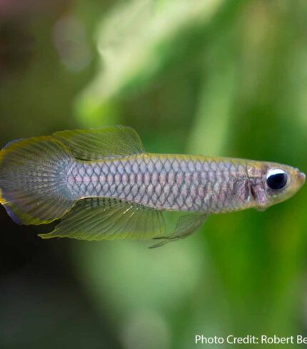 Norman’s Lampeye Killifish (Poropanchax normani)