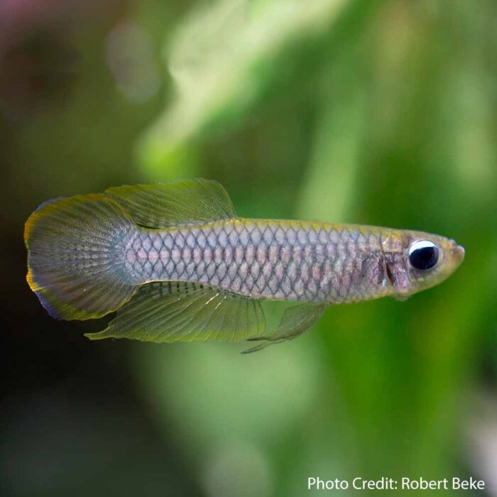 Norman’s Lampeye Killifish (Poropanchax normani)