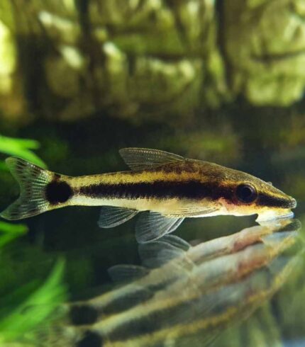 Oto - Otocinclus macrospilus