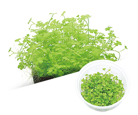 ADA - Hydrocotyle tripartita 'Mini'