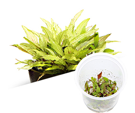 ADA - Cryptocoryne wendtii 'Green gecko'