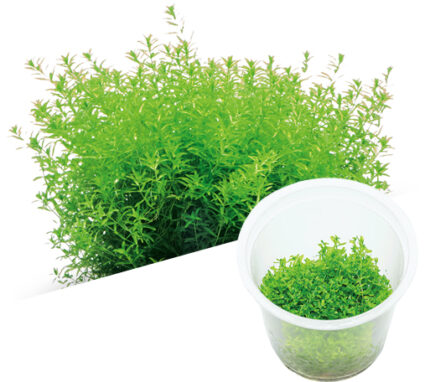 ADA - Hemianthus micranthemoides 'HM'