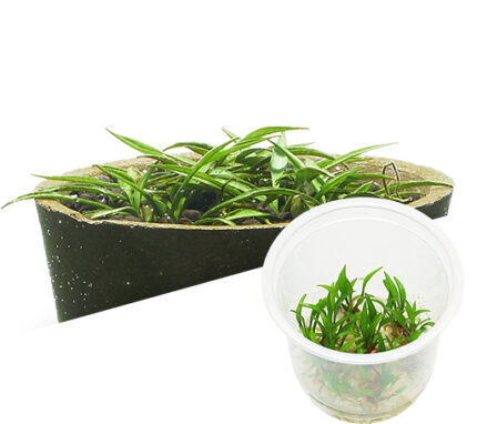 ADA - Cryptocoryne parva