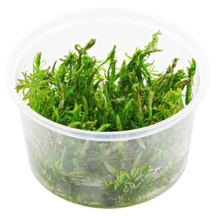 ADA – Rotala wallichii ‘long leaf’