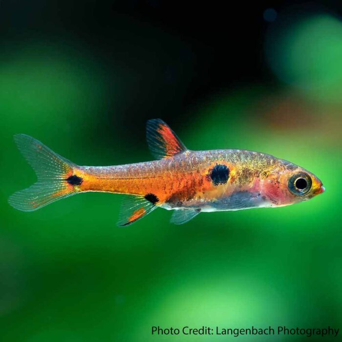 Strawberry Rasbora - Boraras naevus