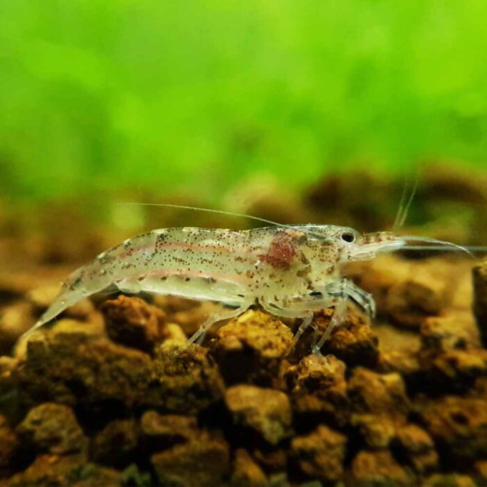 Algae Shrimp 2