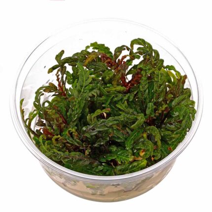 ADA - Hygrophila pinnatifida 'UK'