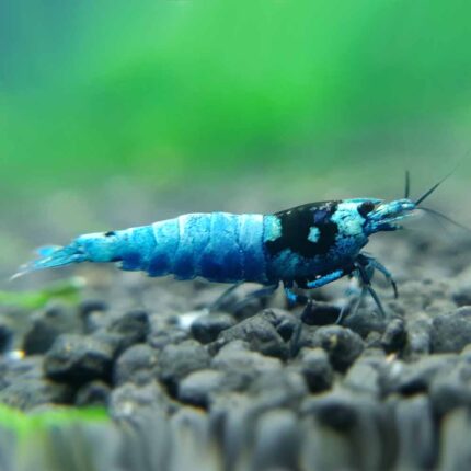 Shadow Mosura Blue Bolt