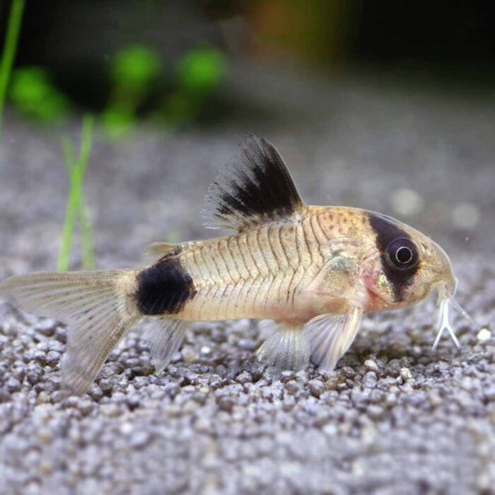 Panda Cory (Corydoras Panda)