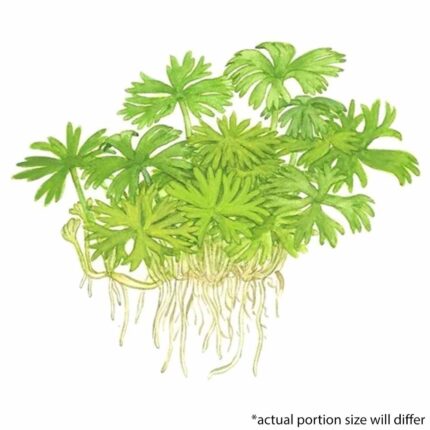Ranunculus inundatus