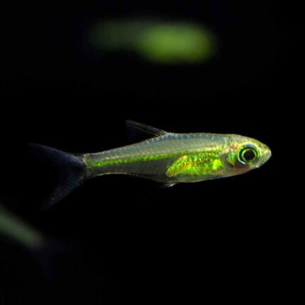 Kubutai Rasbora (Microdevario kubotai)