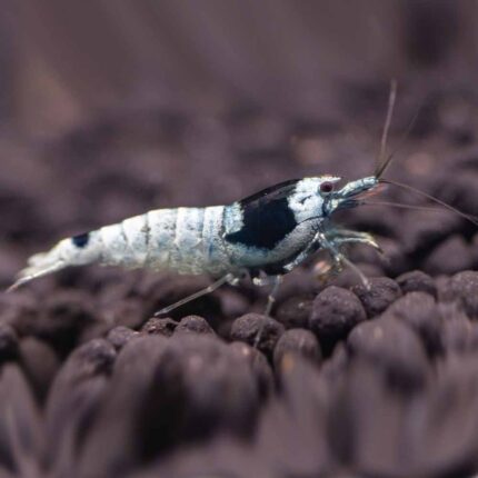 Mosura Blue Bolt (Low Grade)