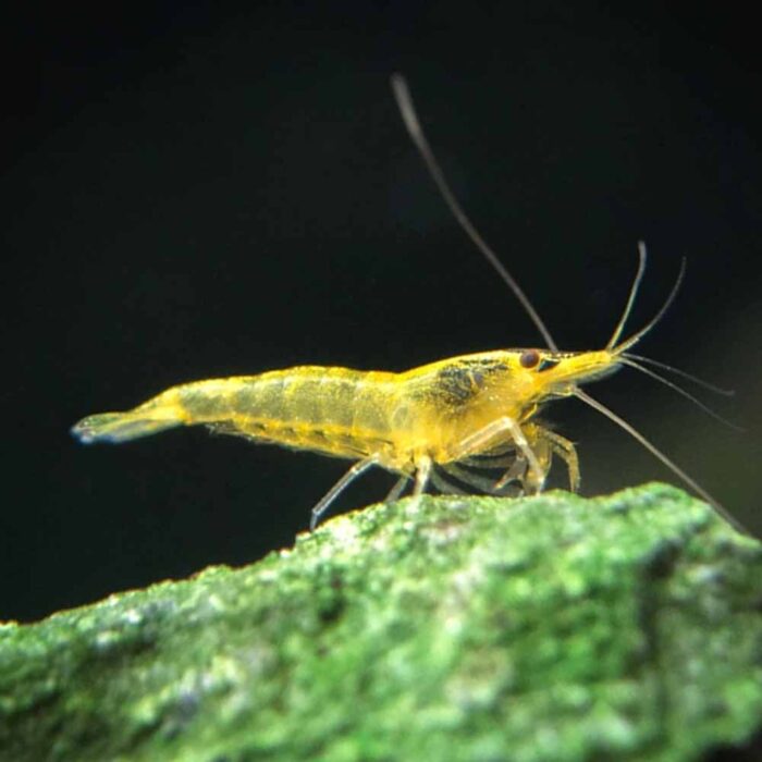 Yellow Shrimp