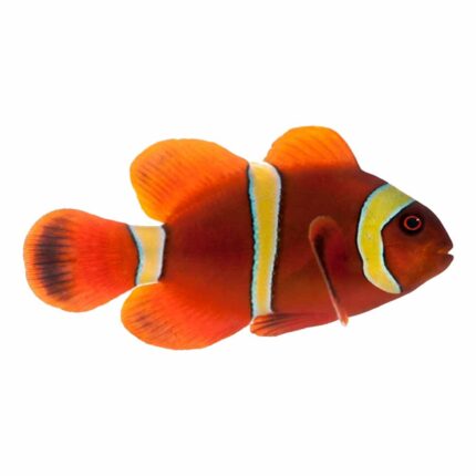 Golden Stripe Maroon Clown (Premnas biaculeatus)