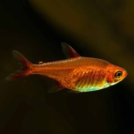 Ember Tetra (Hyphessobrycon amandae)