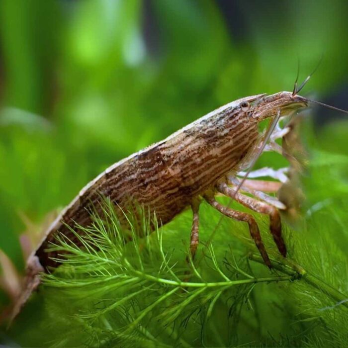 Bamboo Shrimp or Atyopsis