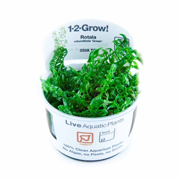 Tropica - Rotala rotundifolia 'Green'