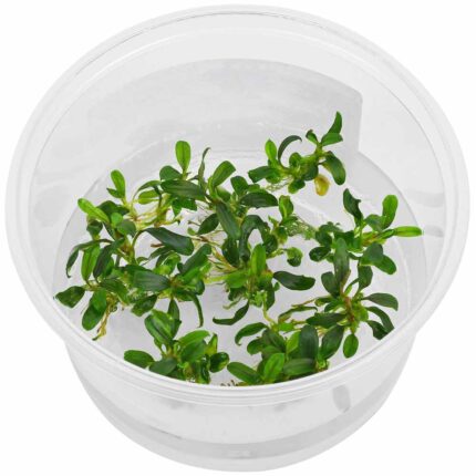 Bucephalandra micrantha 'Needle Leaf'