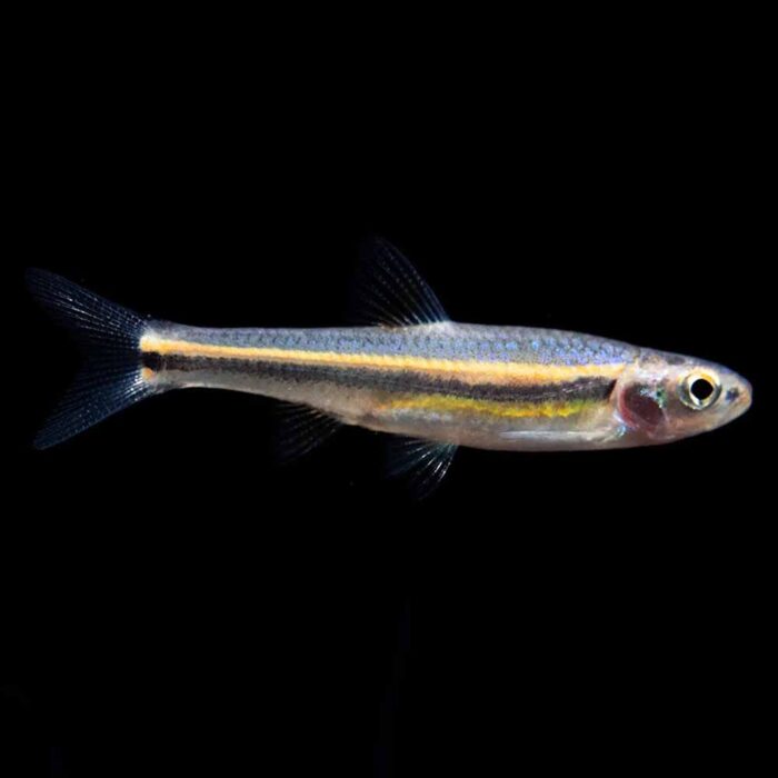 Rainbow Shiner (Notropsis chrosomus)