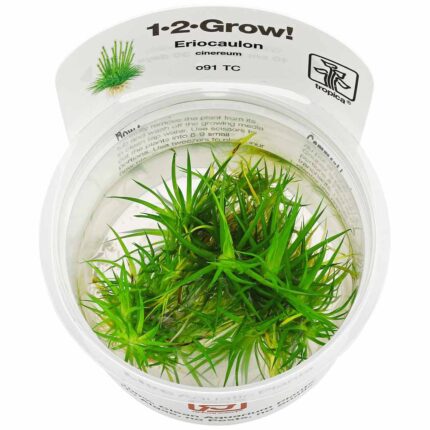 Tropica - Eriocaulon cinereum