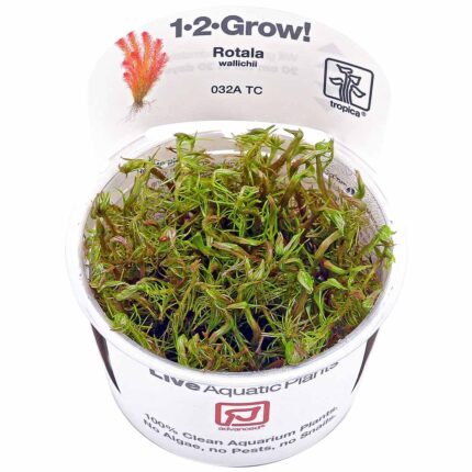 Tropica - Rotala wallichii