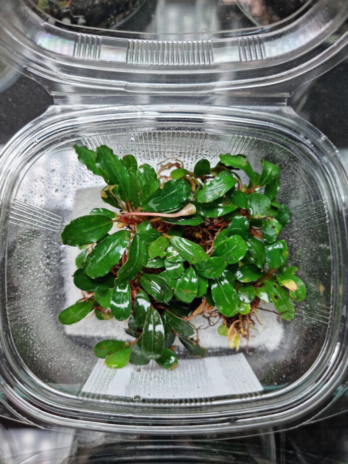 Bucephalandra Apple Leaf
