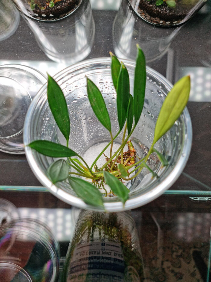 Bucephalandra Aridarum Mini Blue