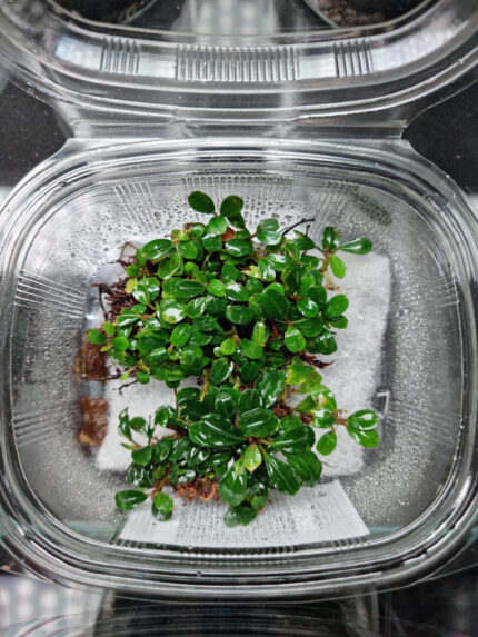 Bucephalandra Brownie Mini