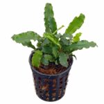 Dennerle - Bucephalandra pygmaea 'Bukit Kelam'