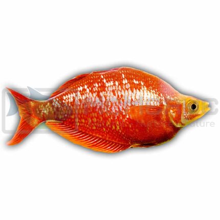 Red Rainbow (Glossolepis incisus)