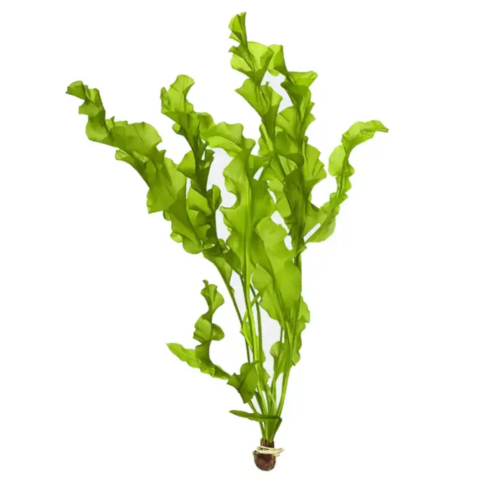 Dennerle Aponogeton ulvaceus Bulb