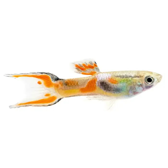 Assorted Endler Males (Poecilia wingei)