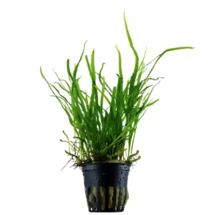 Tropica Microsorum pteropus Trident