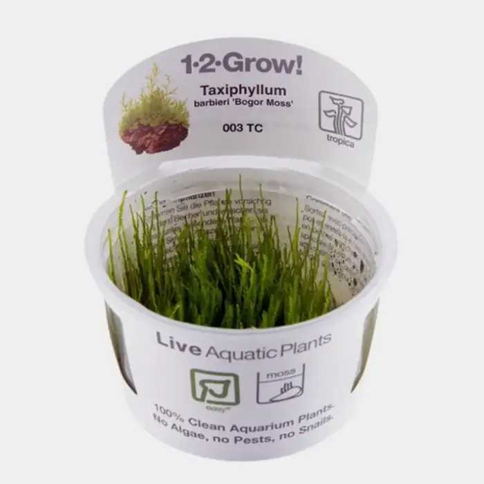 Tropica Taxiphyllum barbieri Bogor Moss