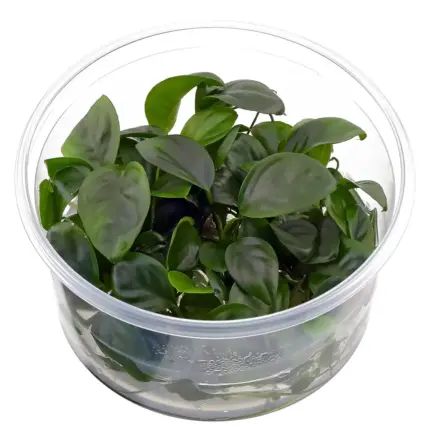 Dennerle Anubias barteri Nana