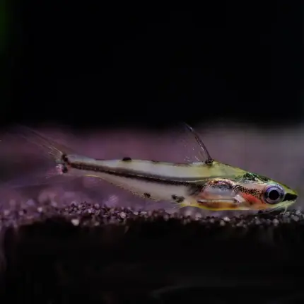 Shadow Catfish or Hyalobagrus flavus