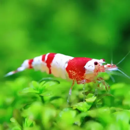 Crystal Red Shrimp (S-SS Grade)
