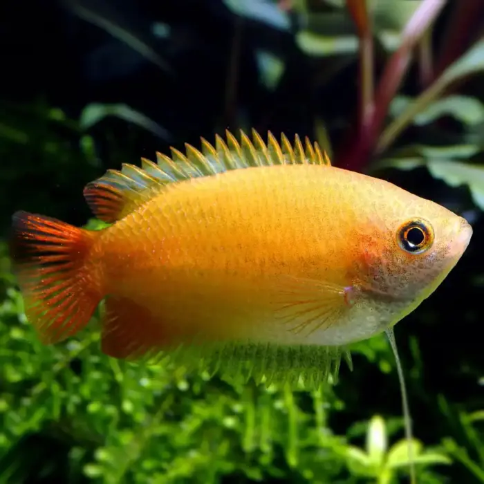 Golden Honey Gourami or Trichogaster chuna