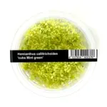 ADA Hemianthus callitrichoides Mint Green