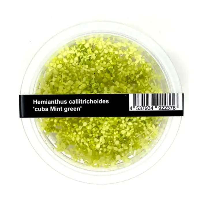 ADA Hemianthus callitrichoides Mint Green